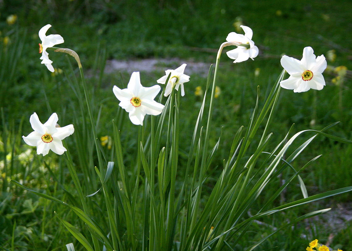 Pheasants Eye Narcissi